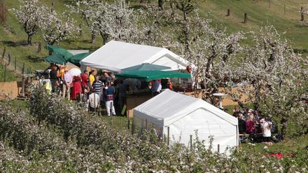 Auch im Garten von Obstbauer Wels wird das traditionelle Baumblütenfest gefeiert.