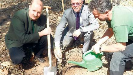 Grüner Preisträger. Die Europäische Lärche ist der Baum des Jahres.