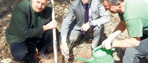 Grüner Preisträger. Die Europäische Lärche ist der Baum des Jahres.