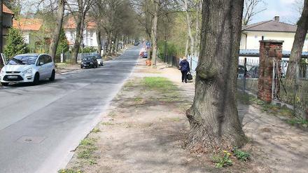 Streitfall Seepromenade. Dass die Straße in Groß Glienicke ausgebaut werden soll, ist beschlossene Sache. Anwohner kritisieren jetzt die geplante Beteiligung an den Ausbau-Kosten. Zudem befürchten sie mögliche Schädigungen an den Bäumen.