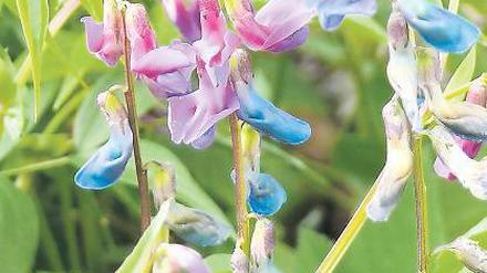 Die Platterbse. Lathyrus vernus.