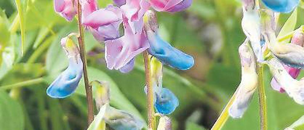 Die Platterbse. Lathyrus vernus.