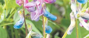Die Platterbse. Lathyrus vernus.