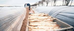 Konzentration und Schwerstarbeit: Die ersten Erntehelfer sind bei Mötzow zwischen den Erddämmen aus lehmigem Sand unterwegs.