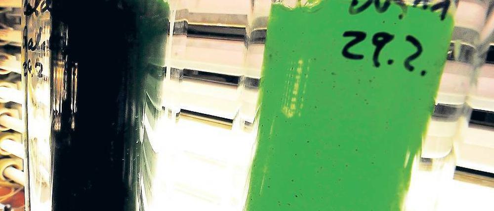 Quantensprung. Neue Technik holt mehr Energie aus der Biomasse.