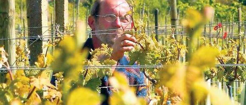 Hohe Maßstäbe: Die Trauben vom Wachtelberg will Winzer Manfred Lindicke auch künftig zu Qualitätsweinen ausbauen.