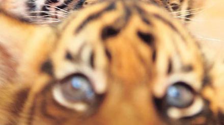 Lausitzer? Sumatratiger sind in der Wildbahn im Bestand gefährdet. Nun will auch der Zoo in Cottbus die Raubkatzen züchten.