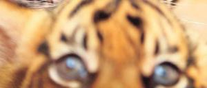 Lausitzer? Sumatratiger sind in der Wildbahn im Bestand gefährdet. Nun will auch der Zoo in Cottbus die Raubkatzen züchten.