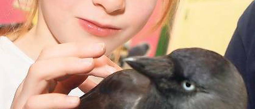 Erlebter Frühling. Carlotta mit einer Dohle, dem Vogel des Jahres 2012.