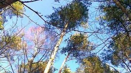 Diesen Blick liebte Konrad Seeger: die Baumwipfel, den freien Himmel über seinem Zelt. -