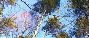 Diesen Blick liebte Konrad Seeger: die Baumwipfel, den freien Himmel über seinem Zelt. -