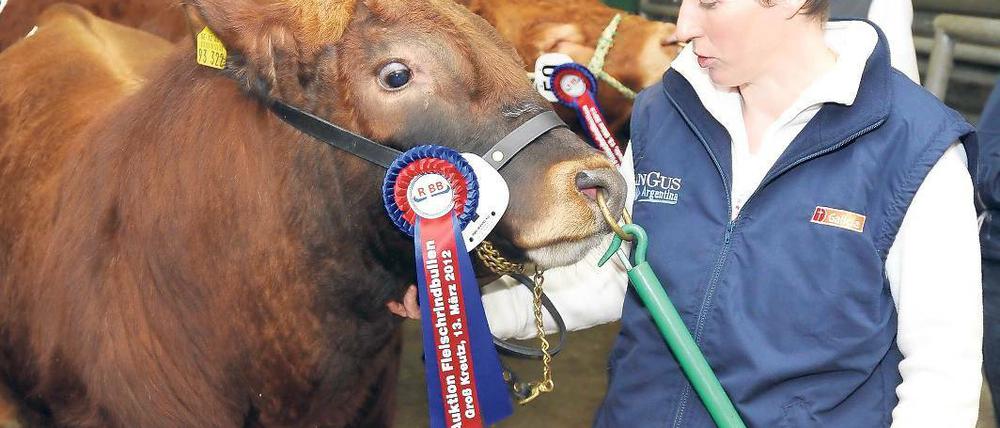 Prämiert: Züchterin Steffi Oldenburg führte einen Agnus-Zuchtbullen vor.