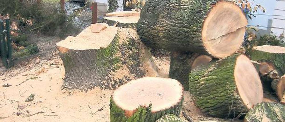 Erlaubter Baumfrevel in Werder: Dokumentiert von Evelyn Standke.