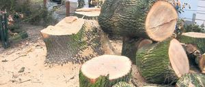 Erlaubter Baumfrevel in Werder: Dokumentiert von Evelyn Standke.