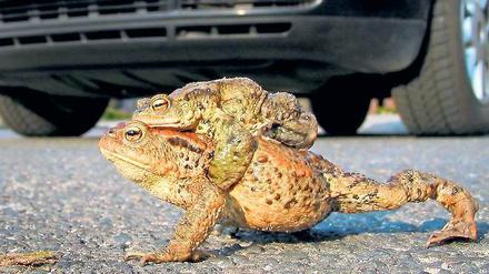 Huckepack. Wenn sich die Frühjahrssonne blicken lässt, gehen die paarungsbereiten Erdkröten lautstark auf Wanderschaft. Das Männchen festgekrallt unter den Achseln der Dame. Unter Führung des Naturkundemuseums können Kinder das Treiben beobachten.