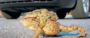 Huckepack. Wenn sich die Frühjahrssonne blicken lässt, gehen die paarungsbereiten Erdkröten lautstark auf Wanderschaft. Das Männchen festgekrallt unter den Achseln der Dame. Unter Führung des Naturkundemuseums können Kinder das Treiben beobachten.