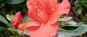 Frau Else Kärger. Rhododendron-Simsii-Hybride aus Werder.