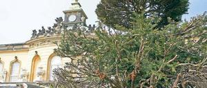 Bald mit Einlasskontrolle? Die Pläne der Schlösserstiftung für einen obligatorischen Parkeintritt stoßen auf heftige Proteste in der Landeshauptstadt. Wie berichtet will die Stiftung ab 2013 zwei Euro Eintritt für den Park verlangen. Zu Durchsetzung soll auch mehr als die Hälfte aller Parkeingänge geschlossen werden.