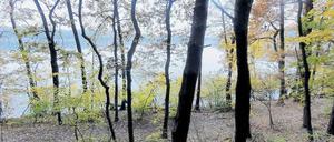 Naturidylle am geschützten Ufer: Jetzt soll auch die Wasserqualität des Caputher Sees wieder ins Lot gebracht werden.