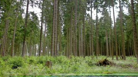 Irgendwo im Wald hat der Junge gelebt, sagt er. Seine Identität ist immer noch unklar. -