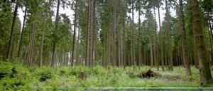 Irgendwo im Wald hat der Junge gelebt, sagt er. Seine Identität ist immer noch unklar. -