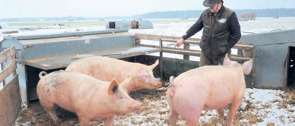 Wenn die wüssten... Die Schweine von Bio-Bauer Bernd Schulz aus Gömnigk werden über eine Webcam von Fleischessern beobachtet. Internetnutzer können sich ihr Lieblingstier ausspähen und Wurst von ihm bestellen.
