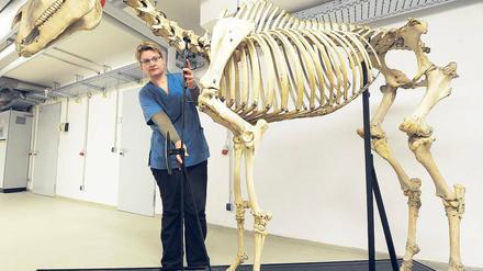 Königliche Knochen. Condé, das Pferd des Alten Fritz’, kommt nach Potsdam.