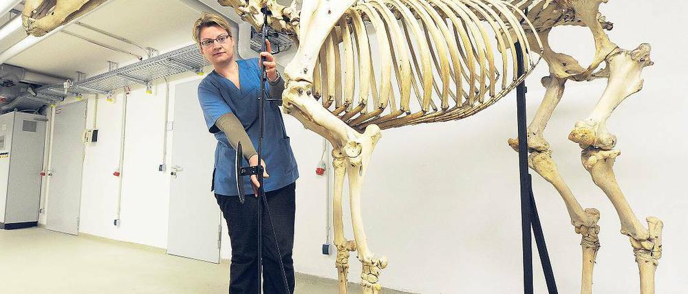 Königliche Knochen. Condé, das Pferd des Alten Fritz’, kommt nach Potsdam.