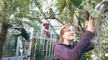 Schöne Arbeit. Die Auszubildenden Sarah Schneider und Julian Lammek bereiten im Gewächshaus des Botanischen Gartens eine Orchideenausstellung vor.