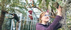 Schöne Arbeit. Die Auszubildenden Sarah Schneider und Julian Lammek bereiten im Gewächshaus des Botanischen Gartens eine Orchideenausstellung vor.