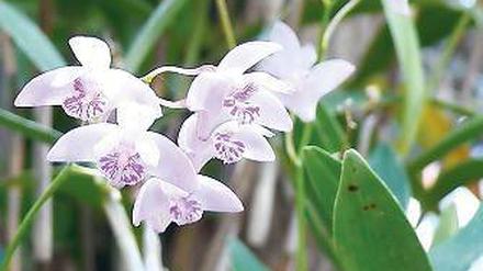 Rosablühend. Kings Dendrobium.