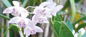 Rosablühend. Kings Dendrobium.