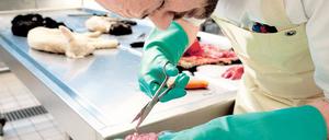 Die Zeit drängt: Mit Hochdruck arbeiten Forscher derzeit an einem Impfstoff gegen das Schmallenbergvirus.