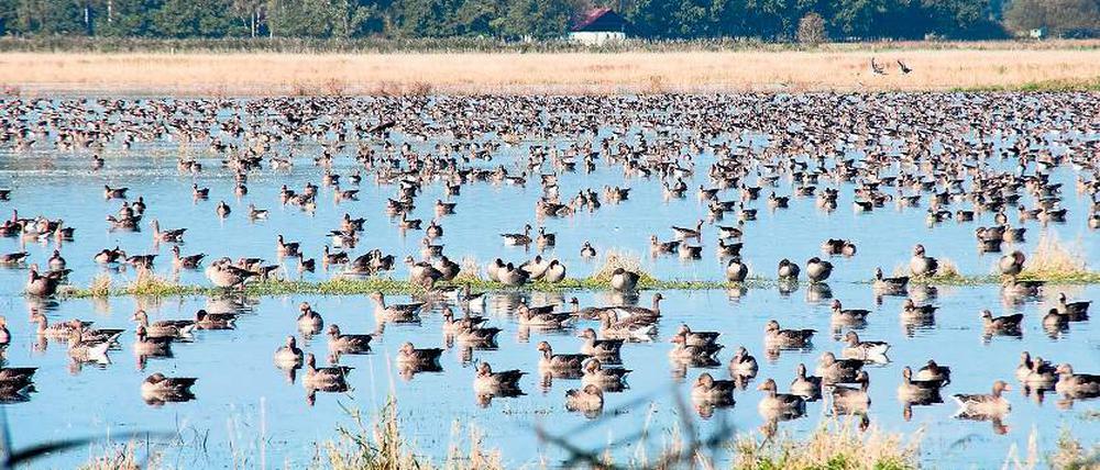 Paradies nicht nur für Wasservögel: Die Ungeheuerwiesen.