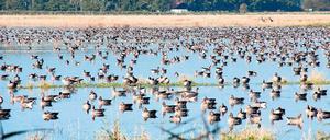 Paradies nicht nur für Wasservögel: Die Ungeheuerwiesen.