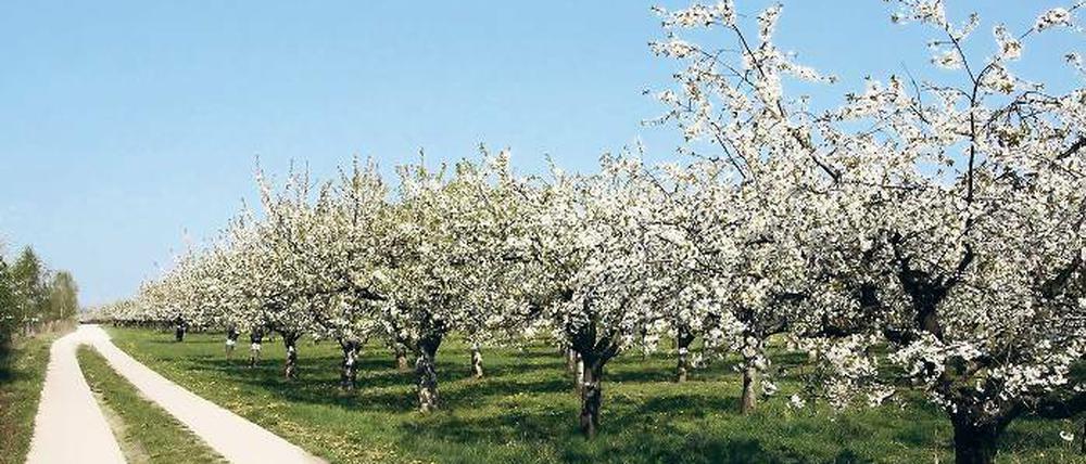 Baumblüte in Werder. Zwar gibt es das Blütenfest, optisch ist davon aber immer weniger zu erleben.