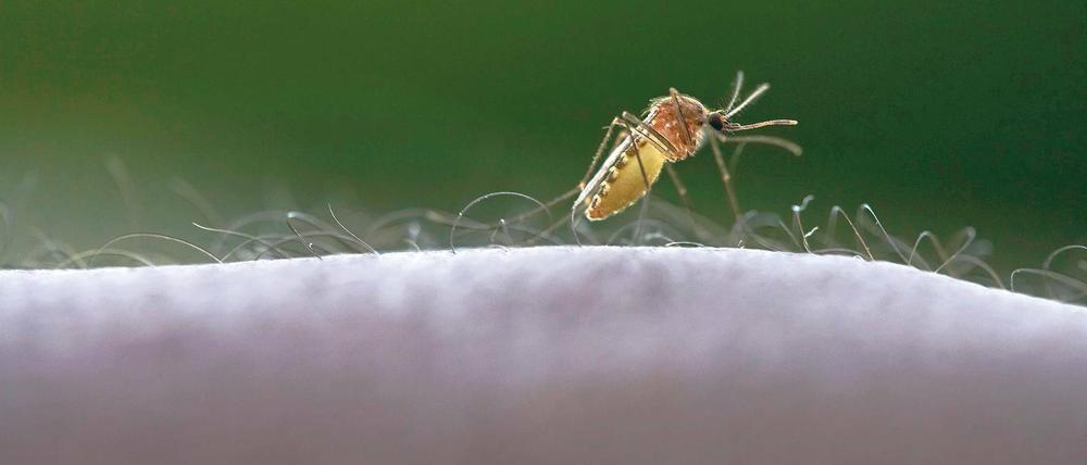 Giftiger Stich. 225 Millionen Menschen sind derzeit an Malaria erkrankt.