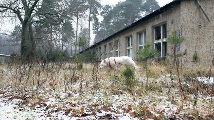 Probestreuner: Ein Hund, den Vertreter des Tierschutzvereins am Montag zu einem Vor-Ort-Termin auf das Sago-Gelände mitbrachten, begutachtete schon einmal das mögliche neue Grundstück für ein Tierheim. Doch noch gibt es viele offene Fragen.