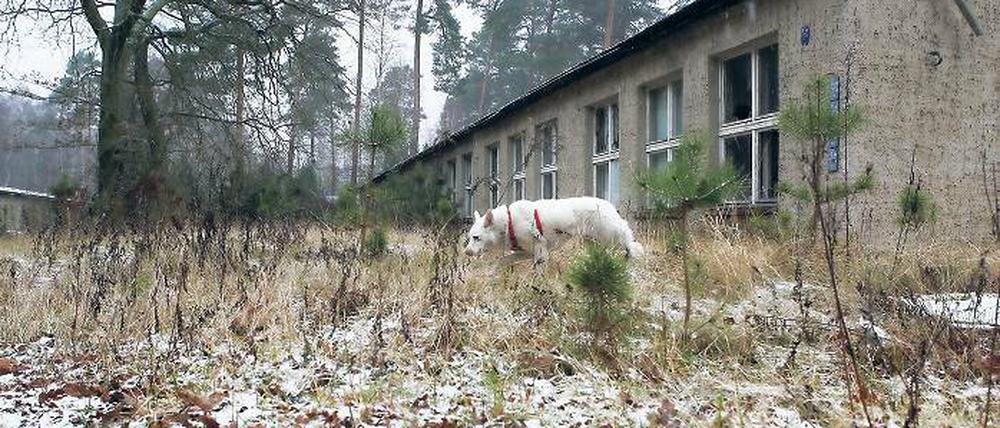 Probestreuner: Ein Hund, den Vertreter des Tierschutzvereins am Montag zu einem Vor-Ort-Termin auf das Sago-Gelände mitbrachten, begutachtete schon einmal das mögliche neue Grundstück für ein Tierheim. Doch noch gibt es viele offene Fragen.