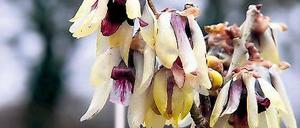 Frühblüher. Chimonanthus praecox.