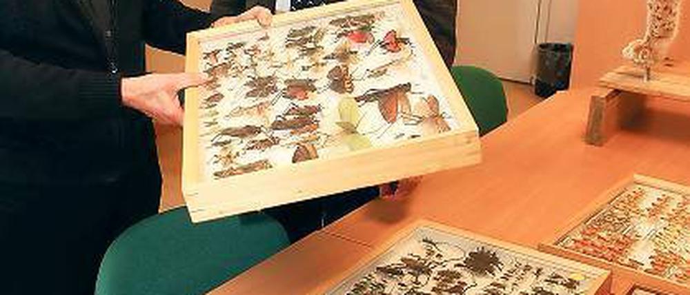 11 000 Insekten in 50 Schaukästen: Prof. Joachim Oehlke überreichte dem Direktor des Naturkundemuseums Detlef Knuth (r.) die Sammlung.