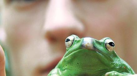 Wie viele? In der Biosphäre werden derzeit die Tiere gezählt. Tierpfleger Hans Hopp hält hier einen Borneo-Flugfrosch in der Hand. Bei vielen Kleintieren helfen nur statistischen Verfahren und die Erfahrung der Experten.