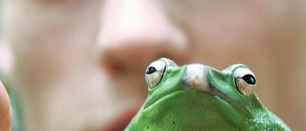 Wie viele? In der Biosphäre werden derzeit die Tiere gezählt. Tierpfleger Hans Hopp hält hier einen Borneo-Flugfrosch in der Hand. Bei vielen Kleintieren helfen nur statistischen Verfahren und die Erfahrung der Experten.