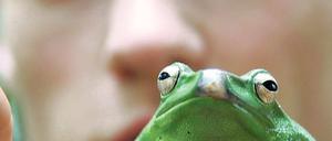 Wie viele? In der Biosphäre werden derzeit die Tiere gezählt. Tierpfleger Hans Hopp hält hier einen Borneo-Flugfrosch in der Hand. Bei vielen Kleintieren helfen nur statistischen Verfahren und die Erfahrung der Experten.