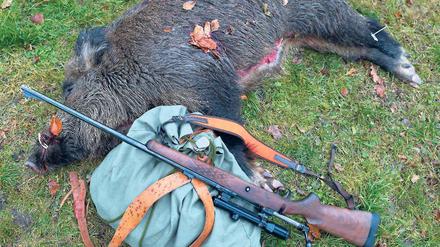 Beute. In Brandenburg werden besonders viele Wildschweine geschossen.