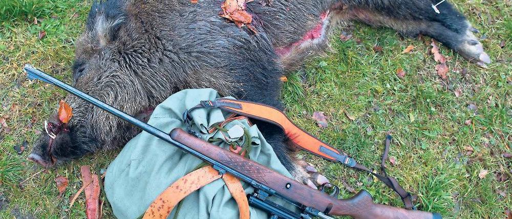 Beute. In Brandenburg werden besonders viele Wildschweine geschossen.