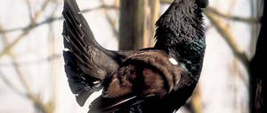 Angriffslustig. Während der Balz steigt der Testosteronspiegel der Auerhähne um das Hundertfache. Auch Menschen sollten ihm dann nicht zu nahe kommen.