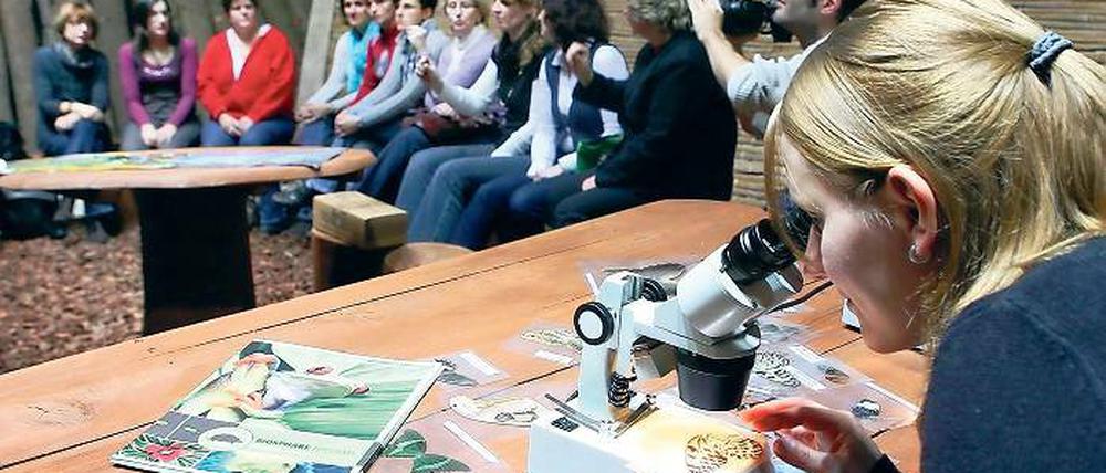 Durchblick. Schmetterlingsflügel werden mit dem Mikroskop untersucht.
