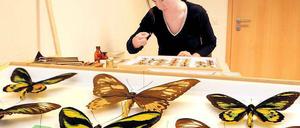 Akribische Erkundung. Birgit Jaenicke hat bereits für ihr Diplom Schmetterlinge untersucht. Im Naturkundemuseum soll sie überprüfen, ob die Falter richtig eingeordnet sind.
