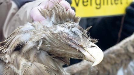 Bleivergiftung. Greifvögel, wie der Seeadler, sind gefährdet, wenn sie die mit Blei geschossenen und vom Jäger im Wald zurückgelassenen Tierreste fressen. Ihre Magensäure löst das Blei auf. Dadurch wird ihr Nervensystem gestört.